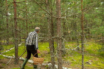 Fototapeta premium Elderly gray-haired man with a stick and basket picking mushrooms in a pine forest with green moss. Authentic rural life, real people, foraging tradition, and simple lifestyle in nature.