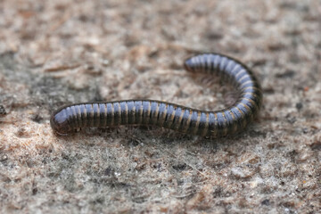 Close-up shot of a black millipede resting on a textured surface, its body curved in a gentle arc with visible segments and tiny legs.