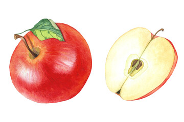 red apple and half an apple, watercolor illustration for tableware, textiles, and packaging