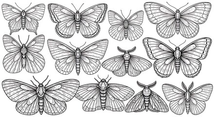 Collection of Moth Illustrations in Black and White.