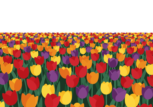Tulip field suitable for spring, nature, gardening, and floral themes in design, advertising, web, and print projects.