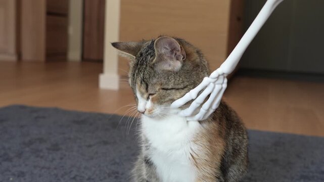 Spooky Halloween cat interacting with skeleton hand in cozy indoor setting