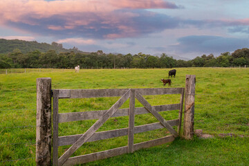 Fototapeta premium a cow on a Brazilian farm, Rio Grande do Sul, Brazil