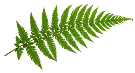 緑の羽根