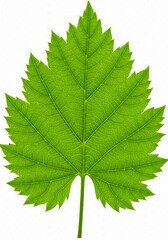 Fototapeta premium 緑の幾何学模様