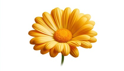 beautiful yellow daisy flower isolated