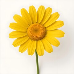 Naklejka premium beautiful yellow daisy flower isolated