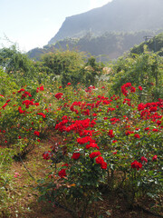 North of the island in Sao Jorge