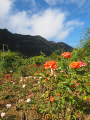 North of the island in Sao Jorge