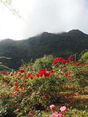North of the island in Sao Jorge
