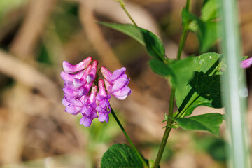 初秋の野原に咲くナンテンハギ