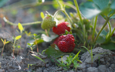 The strawberries are ripe and hanging under the leaves.