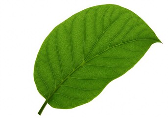 Obraz premium 緑の静寂