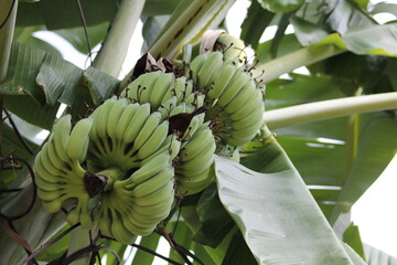 Many banana fruits grow on a banana tree with green leaves in a tropical forest on the island of Thailand