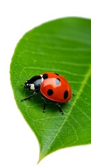 Fototapeta premium 緑の葉の上の小さな旅人