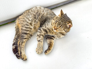 Sleepy tabby cat lying on a light surface