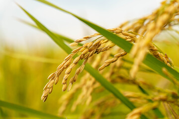 黄金色に実った稲穂