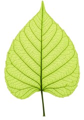 Obraz premium 葉脈のささやき