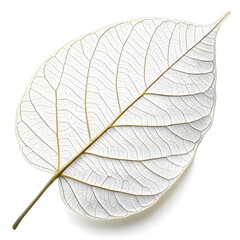 White Jacaranda Leaf Lush Green Foliage with Delicate Fernlike Leaflets and Graceful Tropical Symmetry on White Background