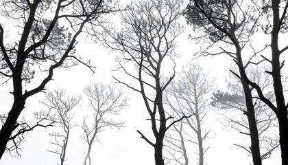 Obraz premium Ethereal Silhouette Trees in Foggy Forest a Monochrome Serene Scene in Nature