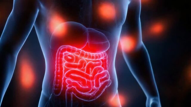 Digestive system anatomy showing stomach and intestine inflammation pain with glowing red internal organs medical illustration highlighting gastrointestinal tract colon small and large intestine