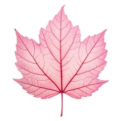 Obraz premium Pink Jacaranda Leaf Lush Green Foliage with Fine Fernlike Leaflets and Graceful Tropical Elegance on White Background