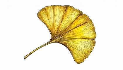 Naklejka premium Isolated Single Yellow Ginkgo Leaf in Botanical Detail on White Background in Macro Photography
