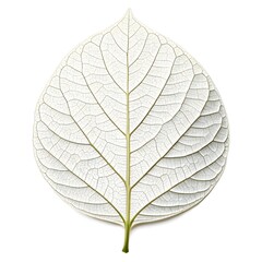 Obraz premium White Sandalwood Tree Leaf Lush Green Foliage with Smooth Lanceolate Form and Elegant Tropical Symmetry on White Background