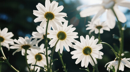 Fototapeta premium Marguerite silhouette, white petals, fresh background
