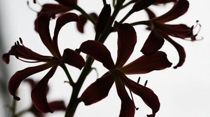 Cleome silhouette, tiny flowers, white background
