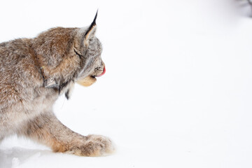 lynx on a white background © Morrow Newbury
