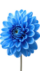 Vibrant, detailed close-up of a single, bright blue dahlia