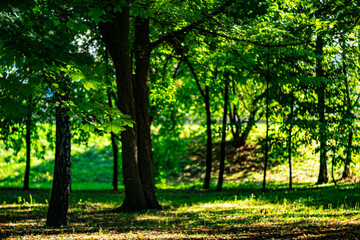 Fototapeta premium Nature in a city park on a clear sunny day. Bokeh effect.