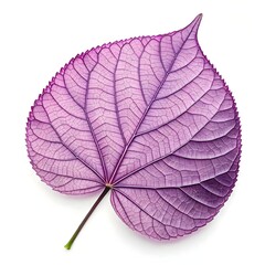 Obraz premium Purpleheart Tree Leaf Vibrant Green Foliage with Smooth Broad Leaflets and Striking Tropical Elegance on White Background