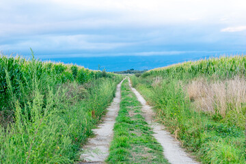 Obraz premium A straight dirt road between two tall green cornfields in the countryside A Journey into the Rural Heart