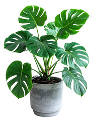 Lush Monstera plant in a gray planter