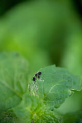 Selective focus, close-up of aphids on mint leaves