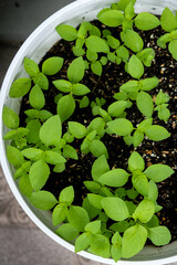 Close-up of basil plant in a pot