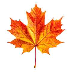 Vibrant autumn maple leaf