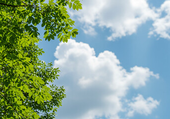 Fototapeta premium Green leaves against a vibrant clear blue sky