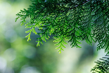 光を浴びて輝く新緑の若葉