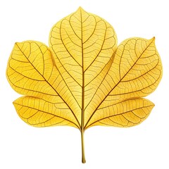 Fototapeta premium Yellow Cassia Leaf Golden Sunlit Foliage with Bright Oval Leaflets and Radiant Tropical Elegance on White Background