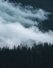 Fototapeta premium Dramatic Cloudscape Over Green Pine Tree Forest on Misty Mountain Slope