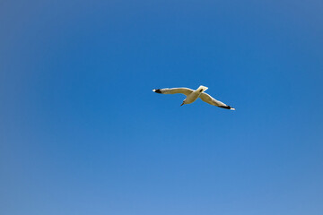 From below, a seagull in flight against a blue sky 