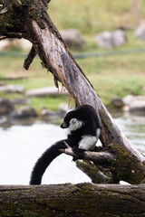 Profile of a black and white lemur resting on a branch. A wider shot showing the animal in its environment.