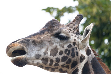 Detailed giraffe profile portrait, attentive gaze, intricate coat markings, natural green backdrop.