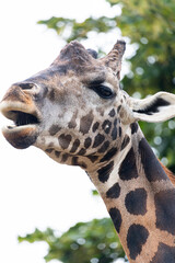 Vertical close-up of a giraffe’s head with mouth open, blurred green background, curious and funny expression