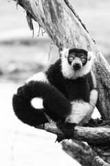 Portrait of a black and white lemur with big yellow eyes. The intense gaze captures the viewer's attention.