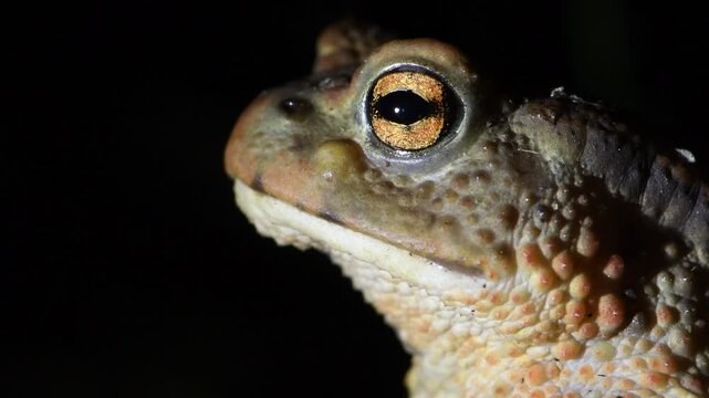 A common toad (Bufo bufo) captured in the darkness. Detailed close-up head portrait. Breathing.