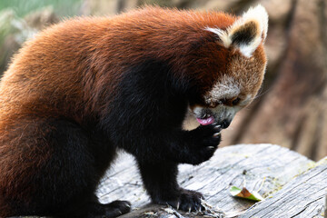 Profile of a lesser panda (Ailurus fulgens) while cleaning its front paw. A realistic scene from wildlife